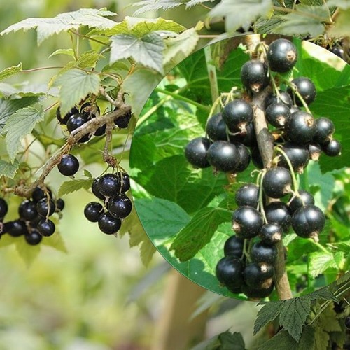 Ribes nigrum 'Ojebyn' - Must sõstar 'Ojebyn' C3/3L